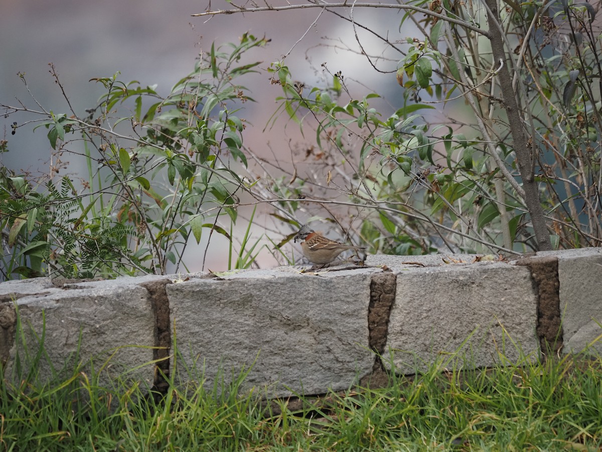 Rufous-tailed Plantcutter - Clemente Sanchez