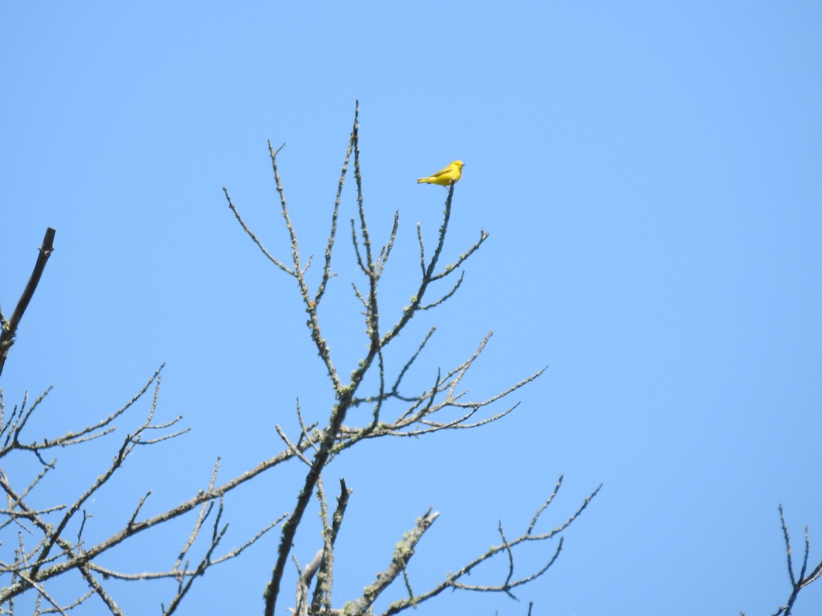 Paruline jaune - ML620227504