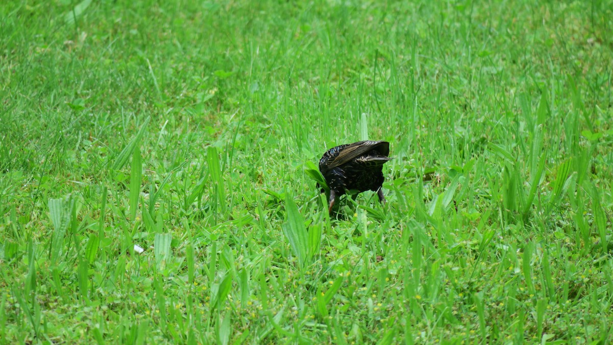 European Starling - ML620227511