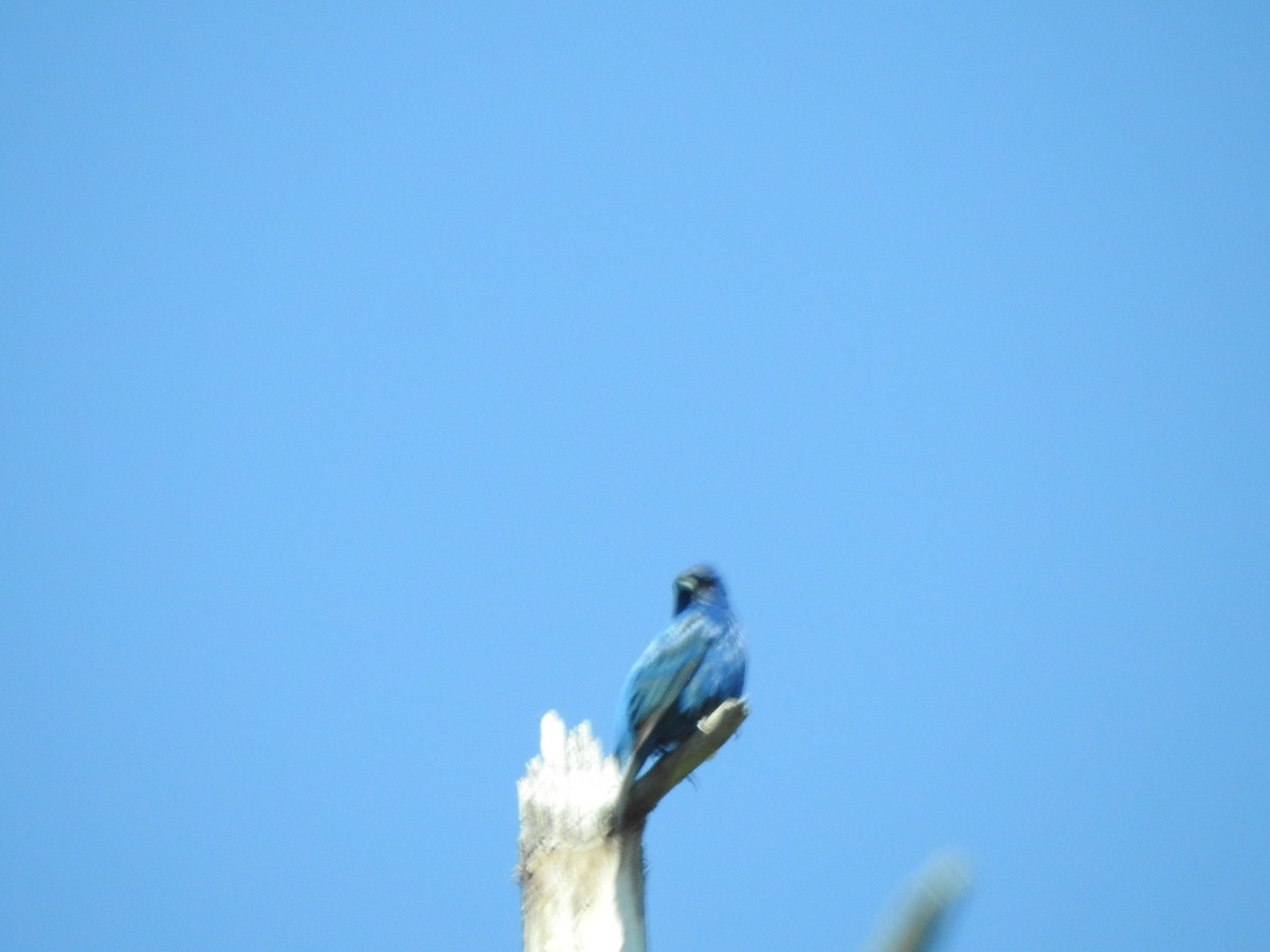 Indigo Bunting - ML620227521