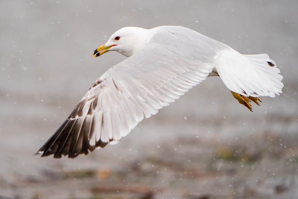 Ring-billed Gull - ML620227533