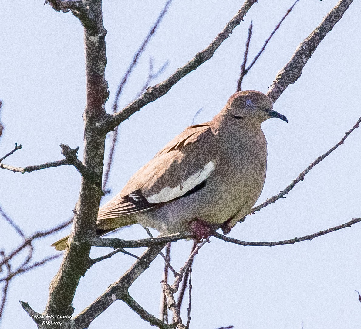 White-winged Dove - ML620227565