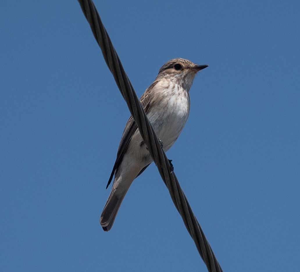 Spotted Flycatcher (Spotted) - ML620227568