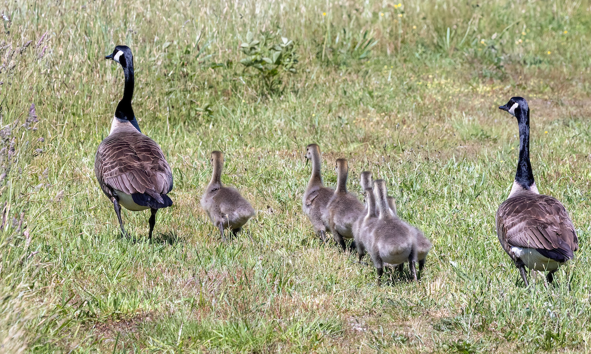 Canada Goose - ML620227572