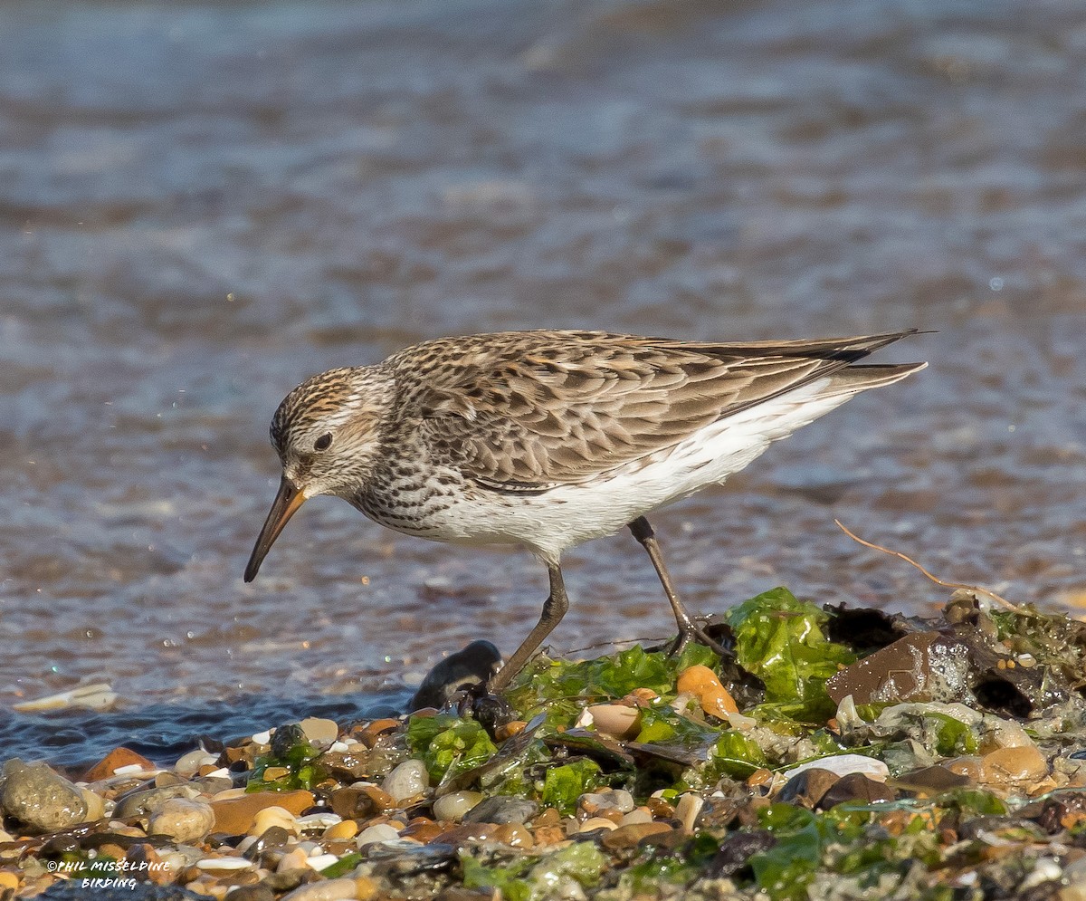 Weißbürzel-Strandläufer - ML620227580