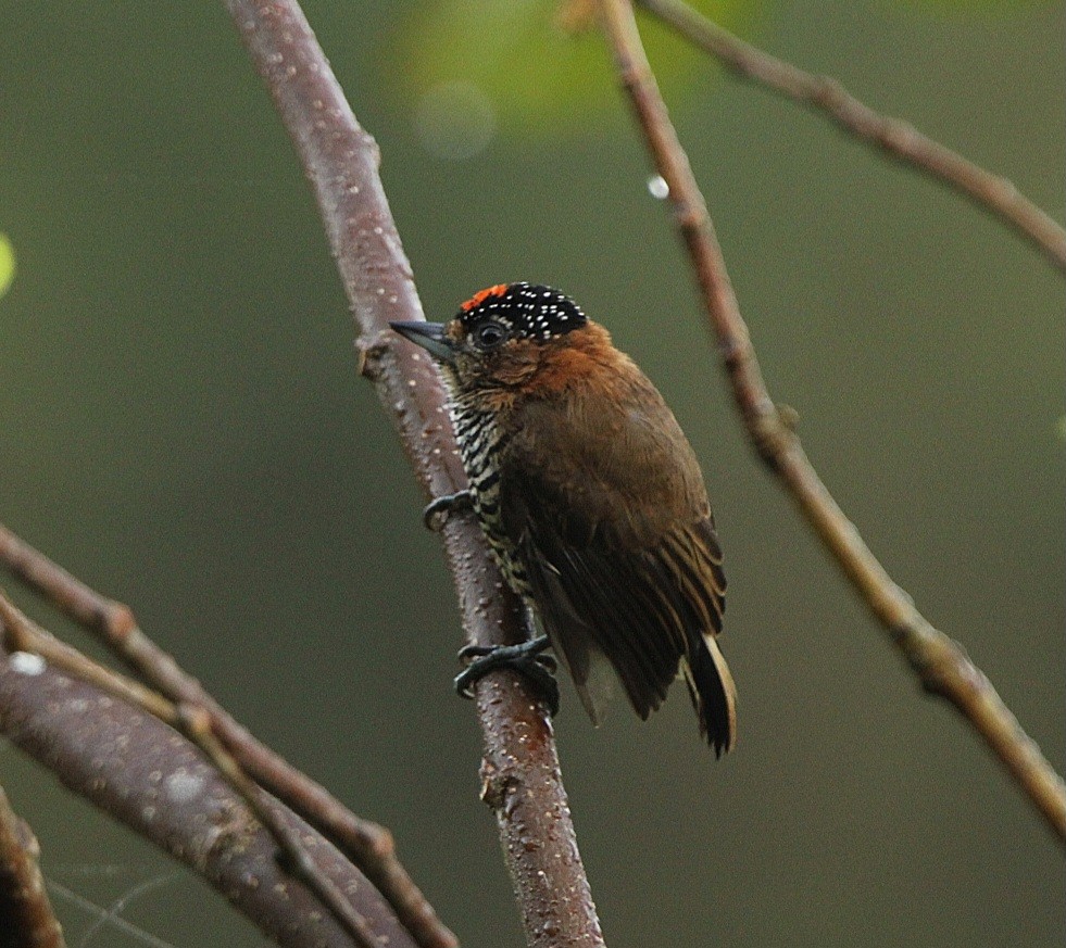 Ochre-collared Piculet - ML620227585