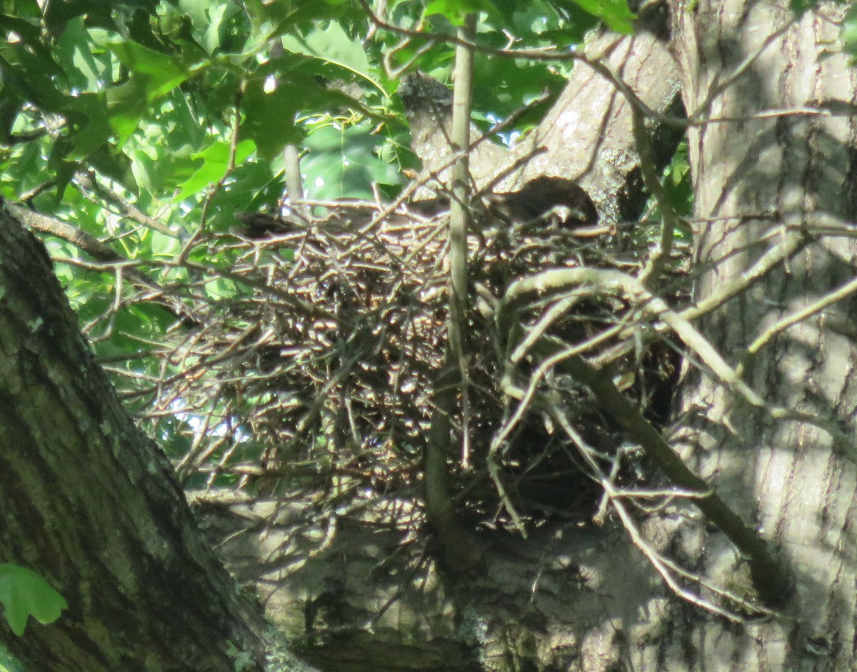 Cooper's Hawk - ML620227586