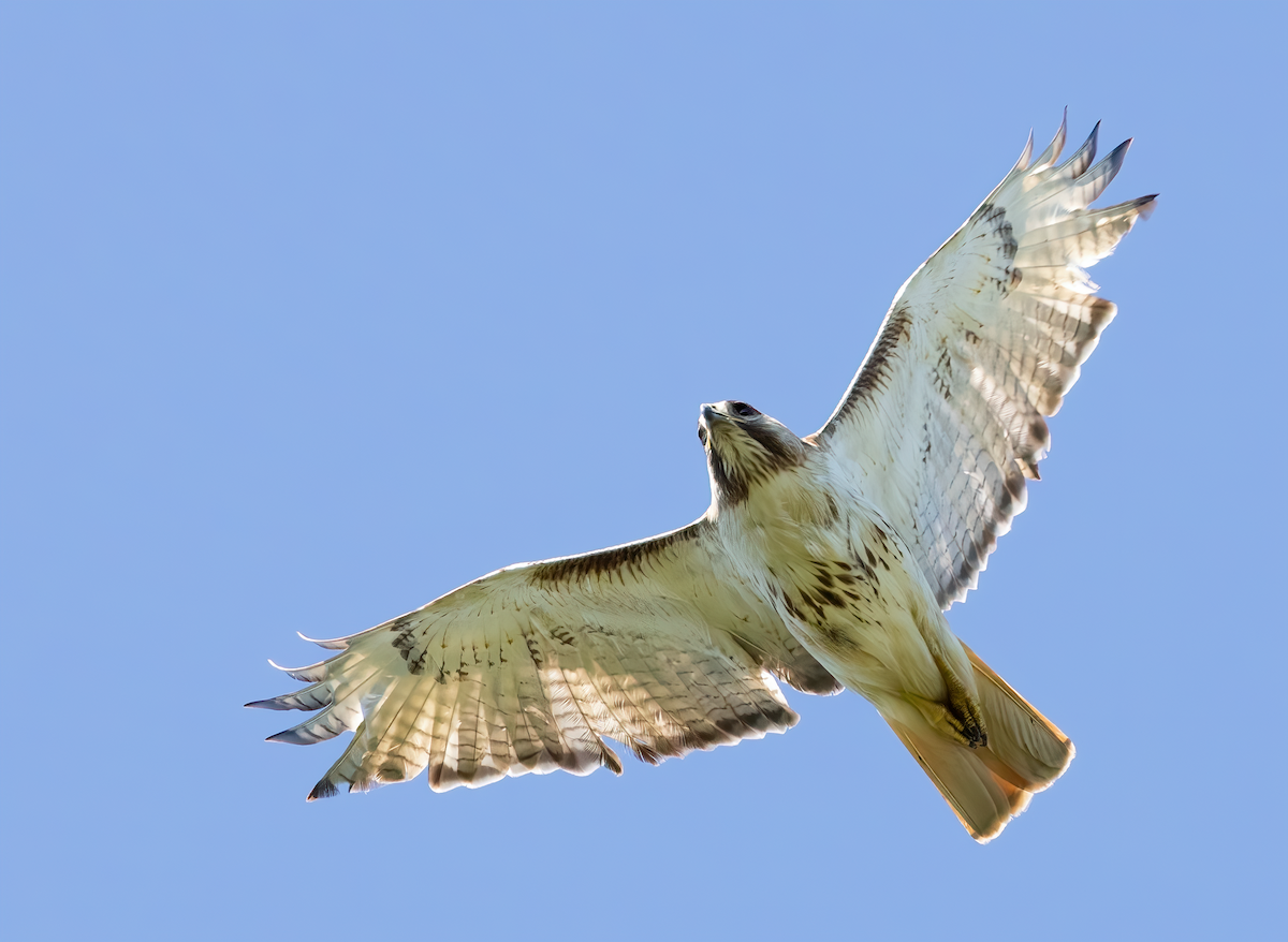 Red-tailed Hawk - ML620227588