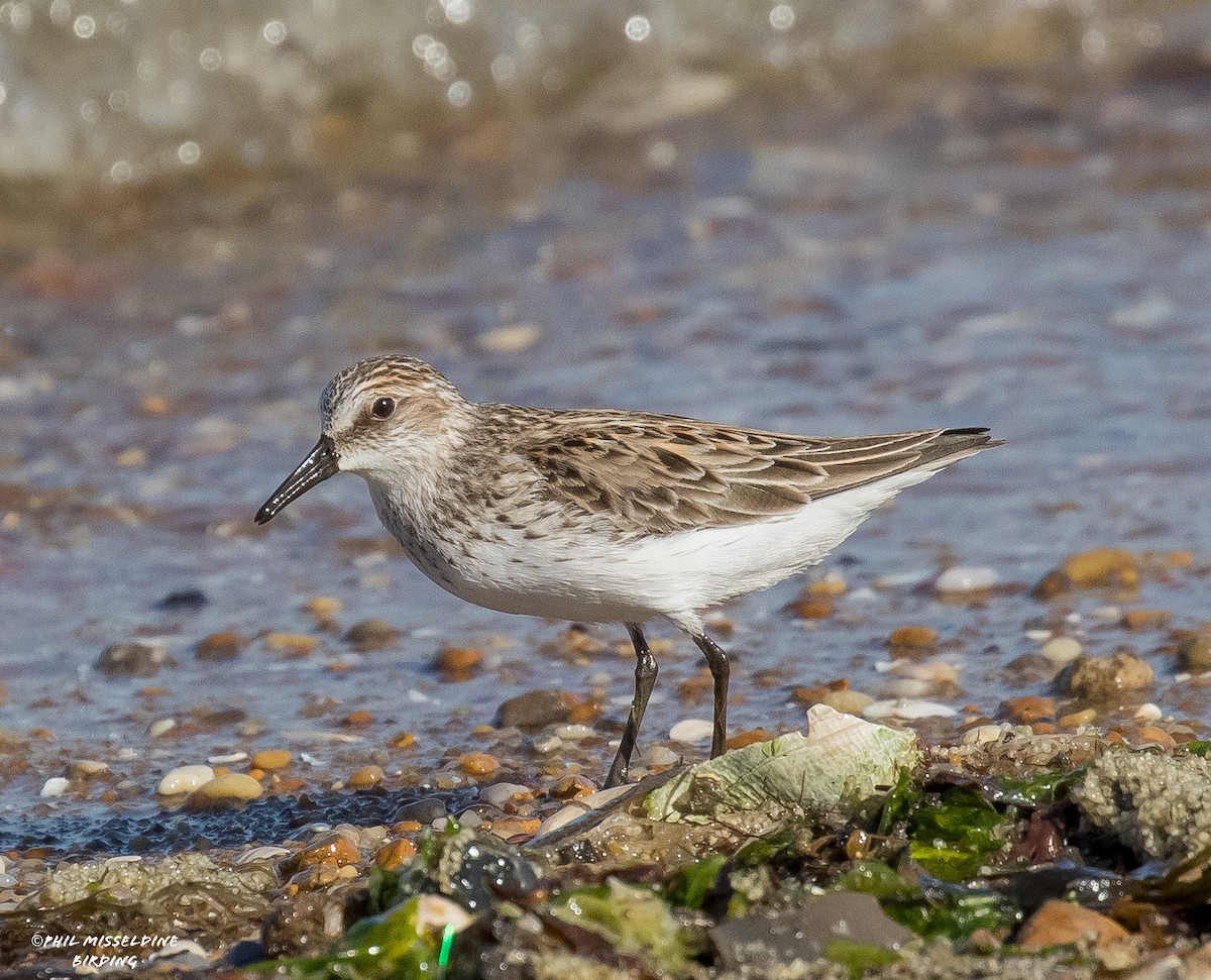 Semipalmated Sandpiper - ML620227594