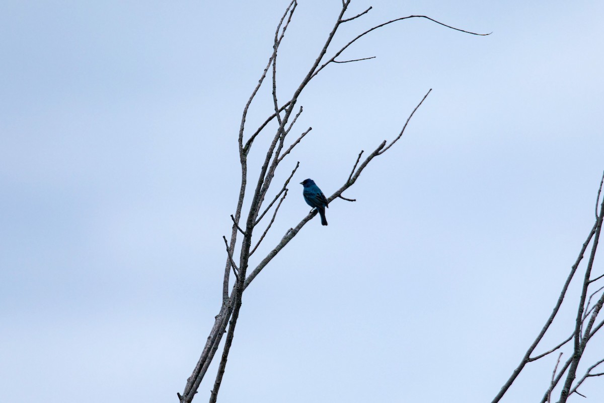 Passerin indigo - ML620227617