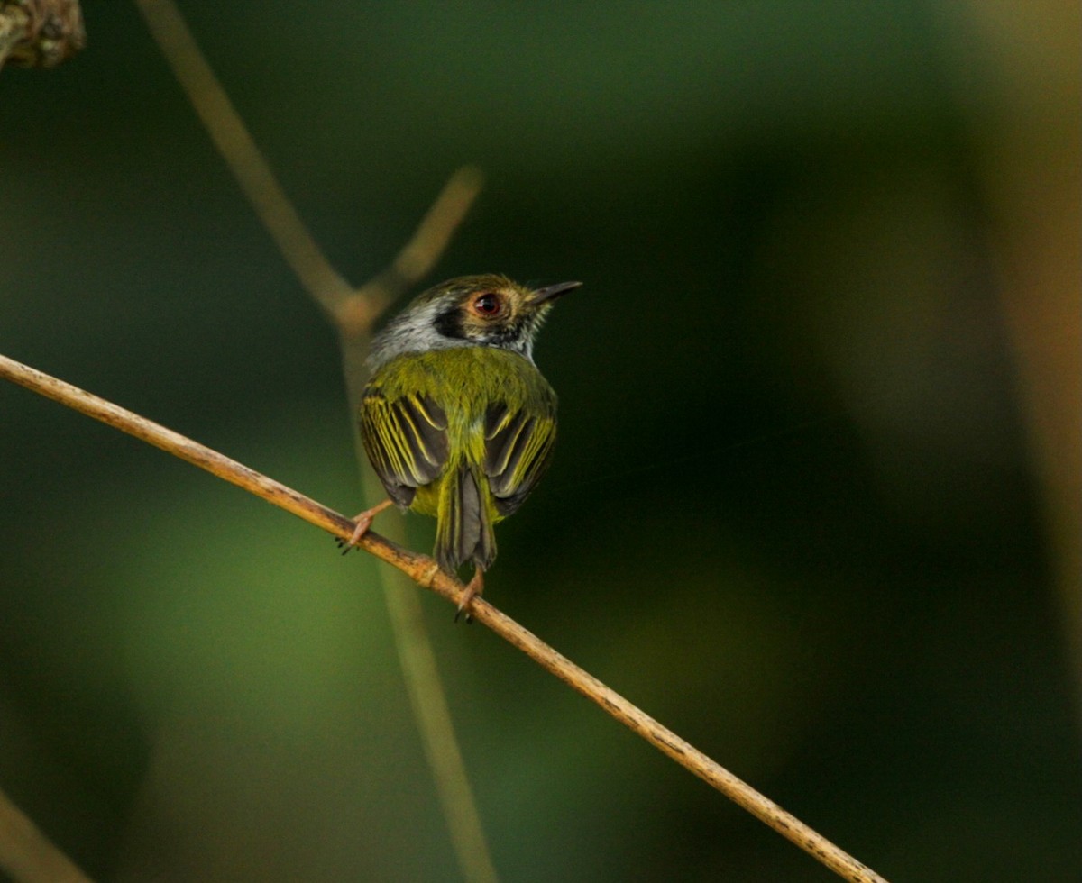 Eared Pygmy-Tyrant - ML620227618