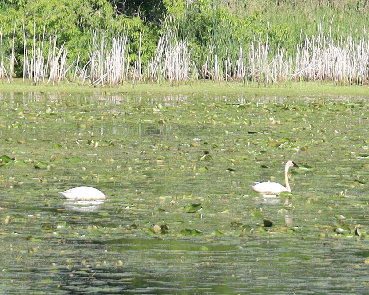 Trumpeter Swan - ML620227626