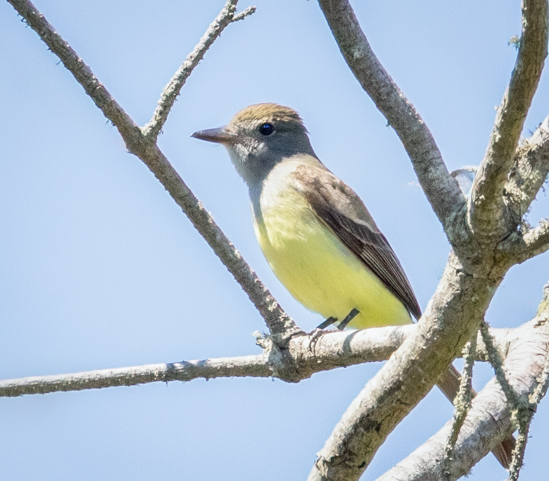 Great Crested Flycatcher - ML620227627