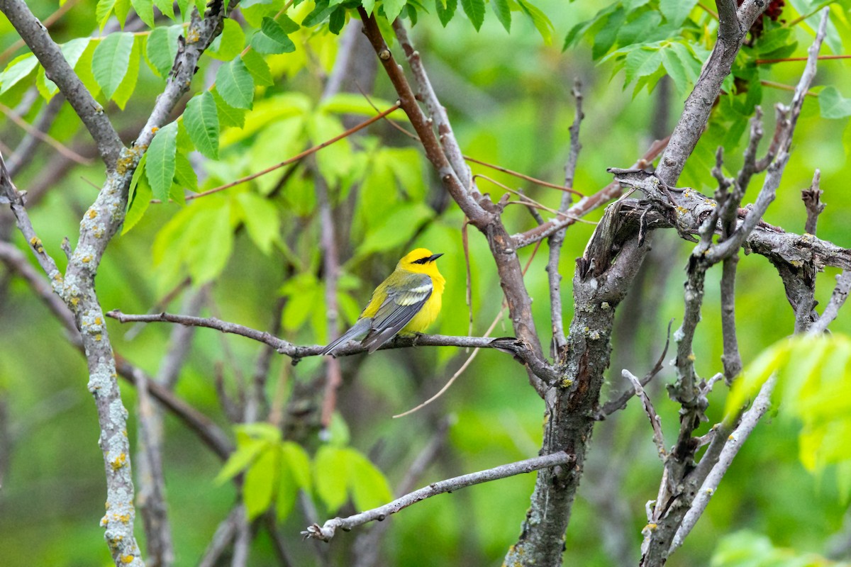 Blue-winged Warbler - ML620227628