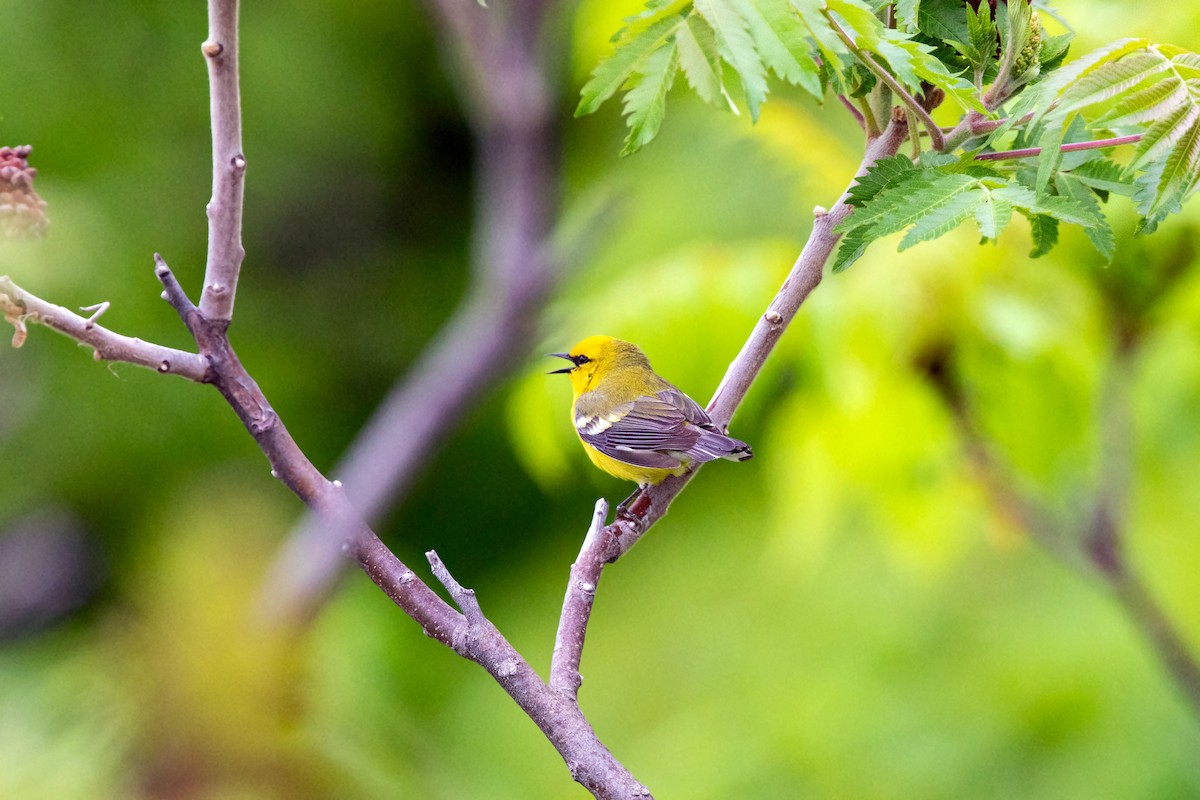 Blue-winged Warbler - ML620227635