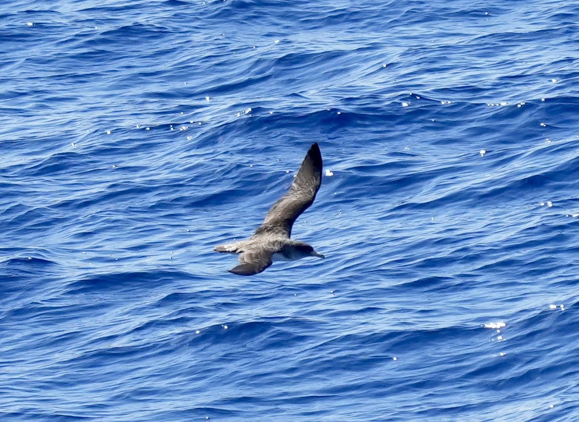 Cory's Shearwater - ML620227640