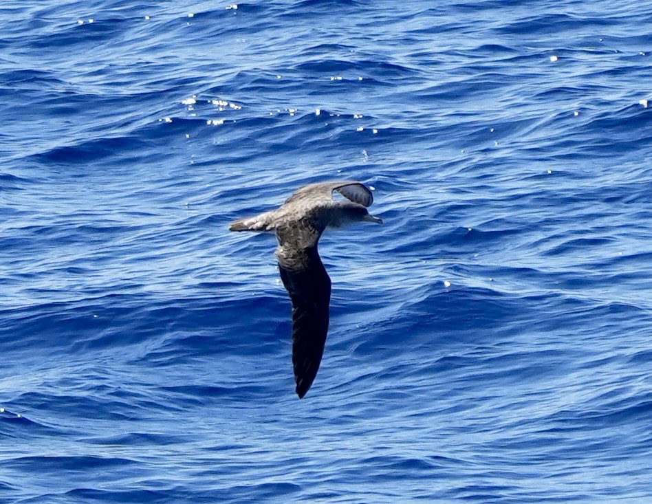 Cory's Shearwater - ML620227641