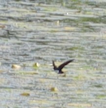 Tree Swallow - ML620227644