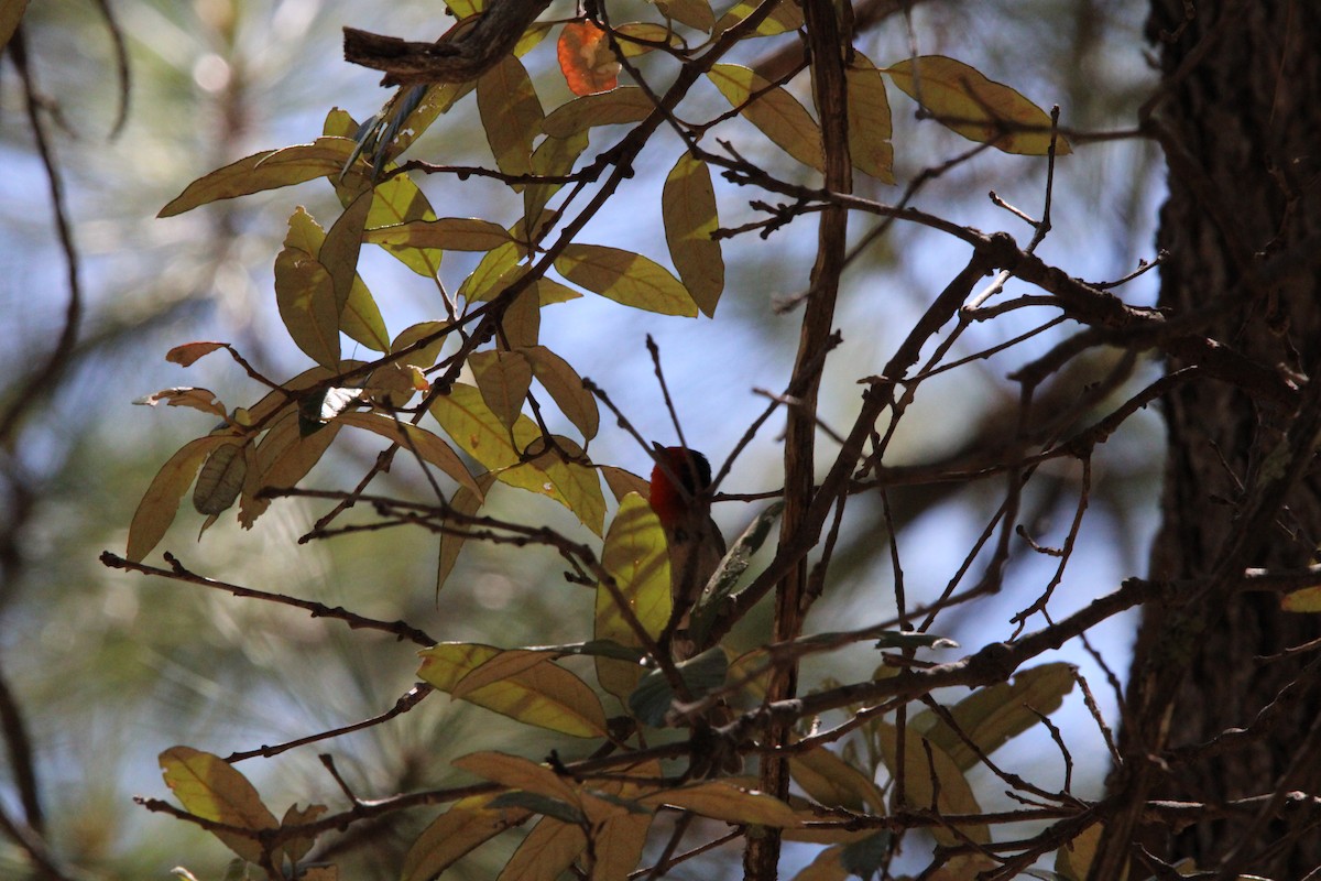 Red-faced Warbler - ML620227649