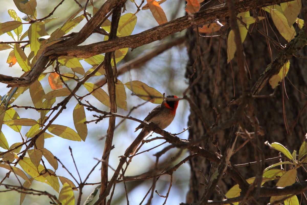 Red-faced Warbler - ML620227650