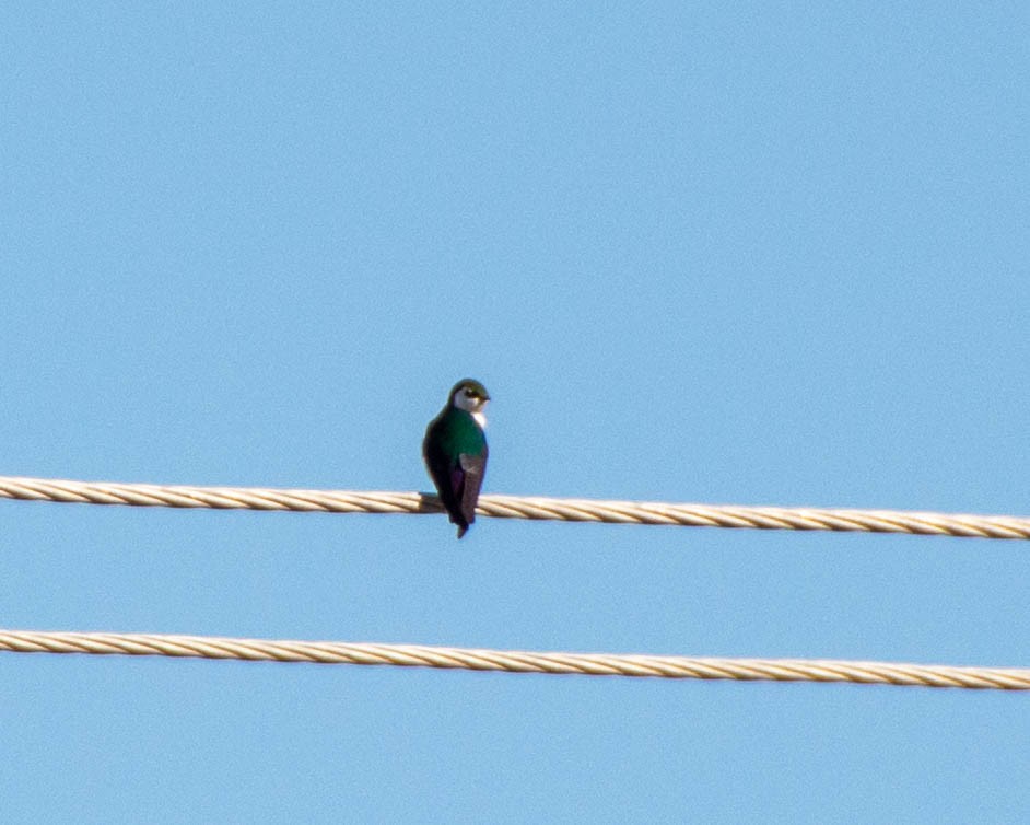 Violet-green Swallow - ML620227652
