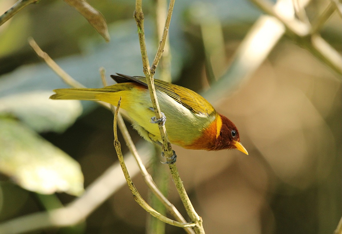 Rufous-headed Tanager - ML620227654