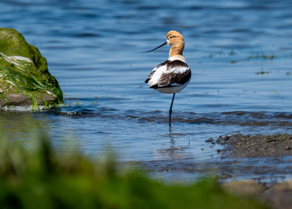 Avocette d'Amérique - ML620227659