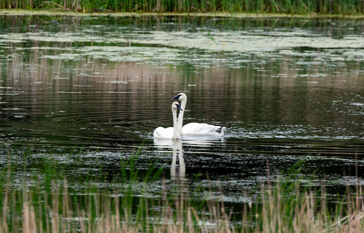 Trumpeter Swan - ML620227660