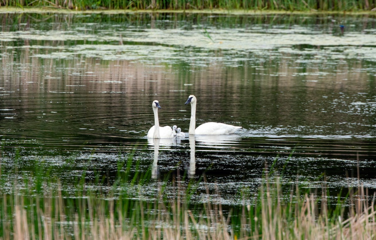 Trumpeter Swan - ML620227661