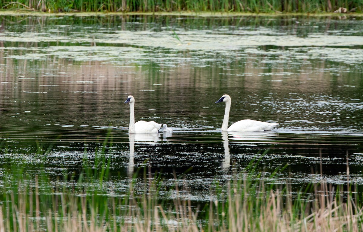 Cisne Trompetero - ML620227662