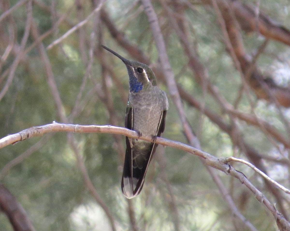 Colibri à gorge bleue - ML620227673