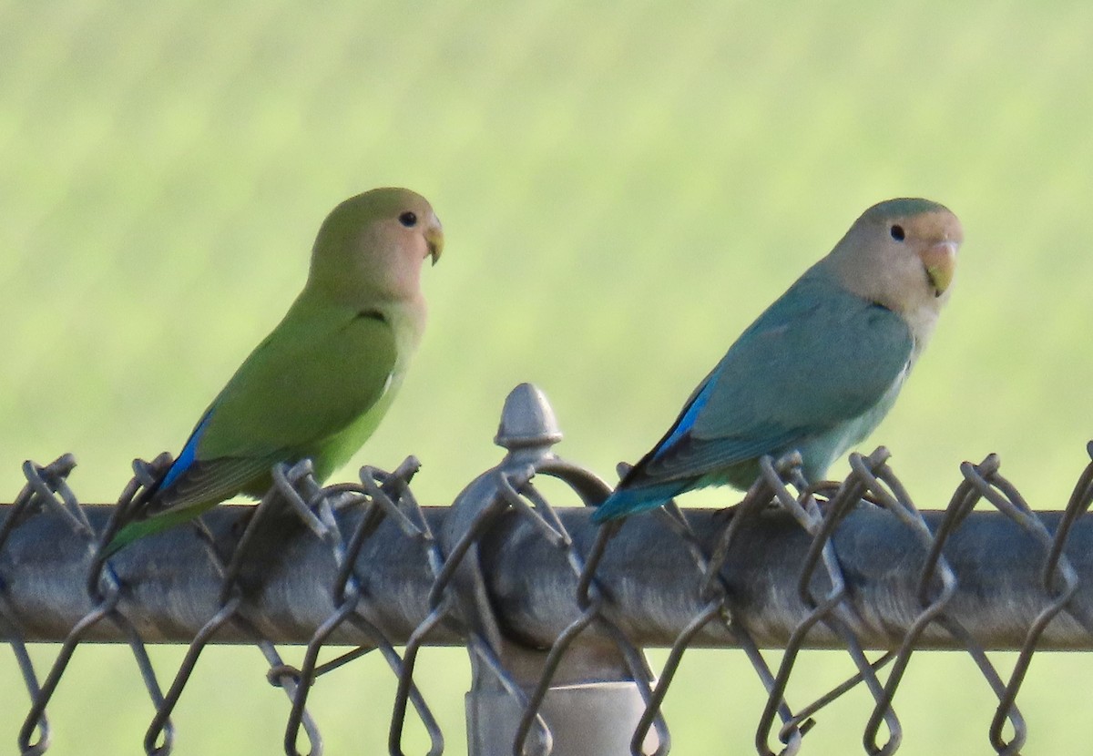 コザクラインコ - ML620227678