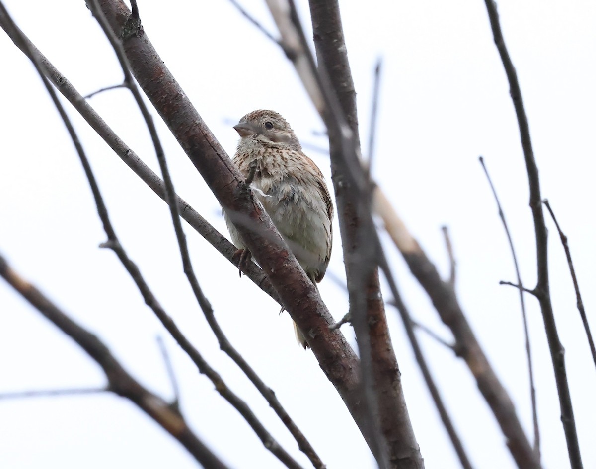 Vesper Sparrow - ML620227679