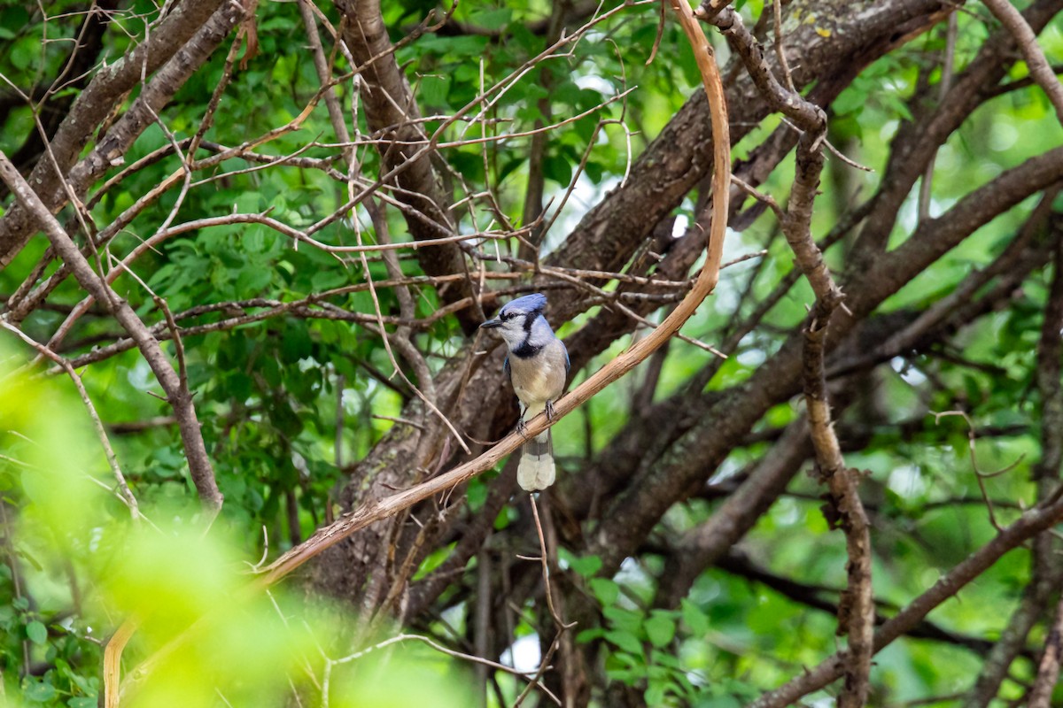 Blue Jay - ML620227680