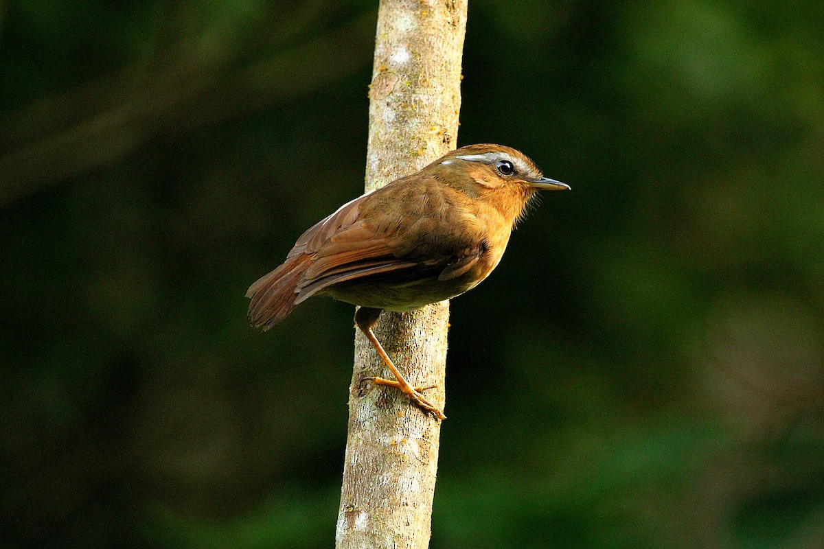 Rufous Gnateater - Paulo Fagundes