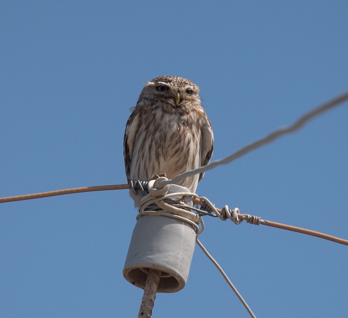 Little Owl (Hutton's) - ML620227701