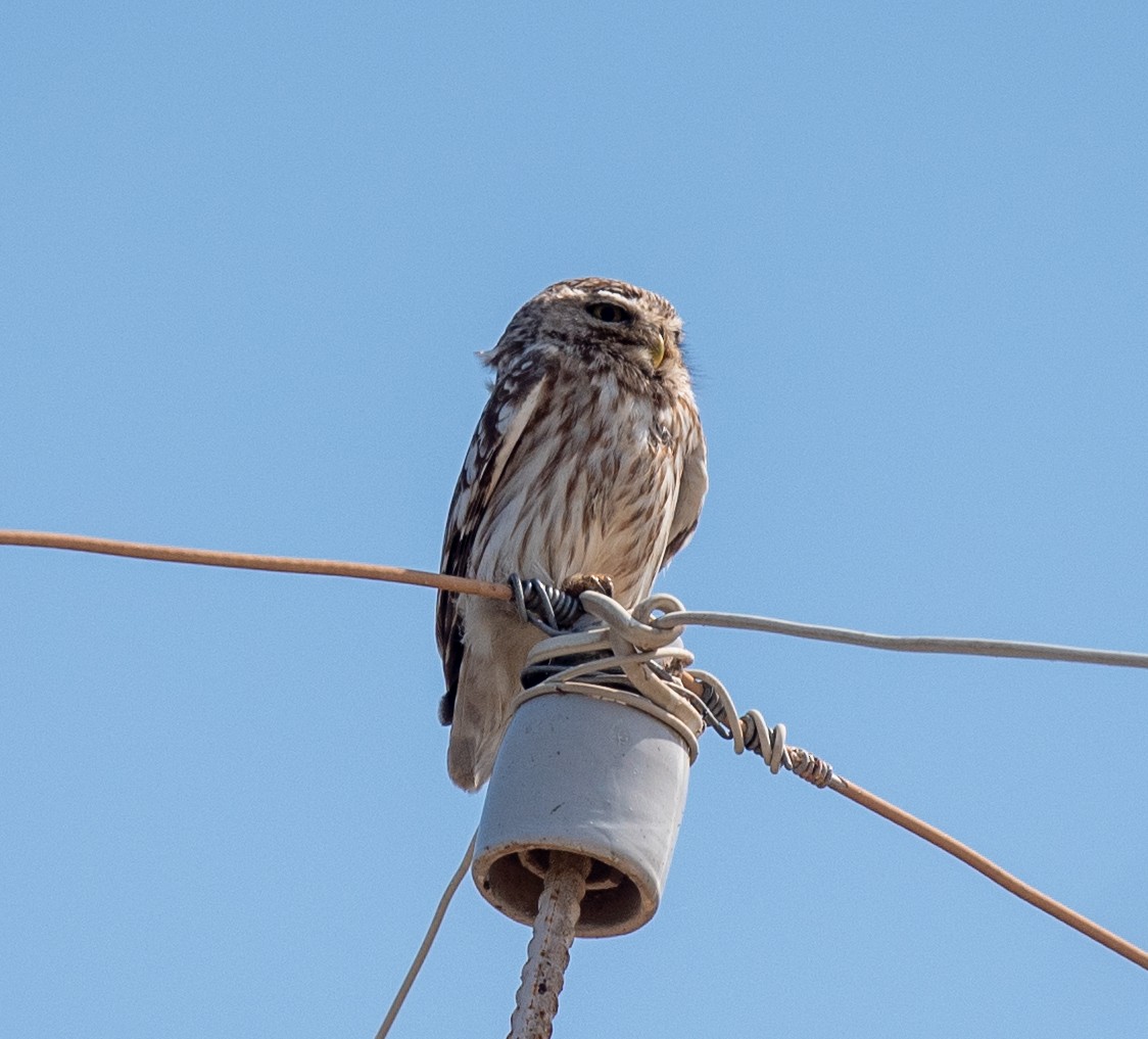 Little Owl (Hutton's) - ML620227702