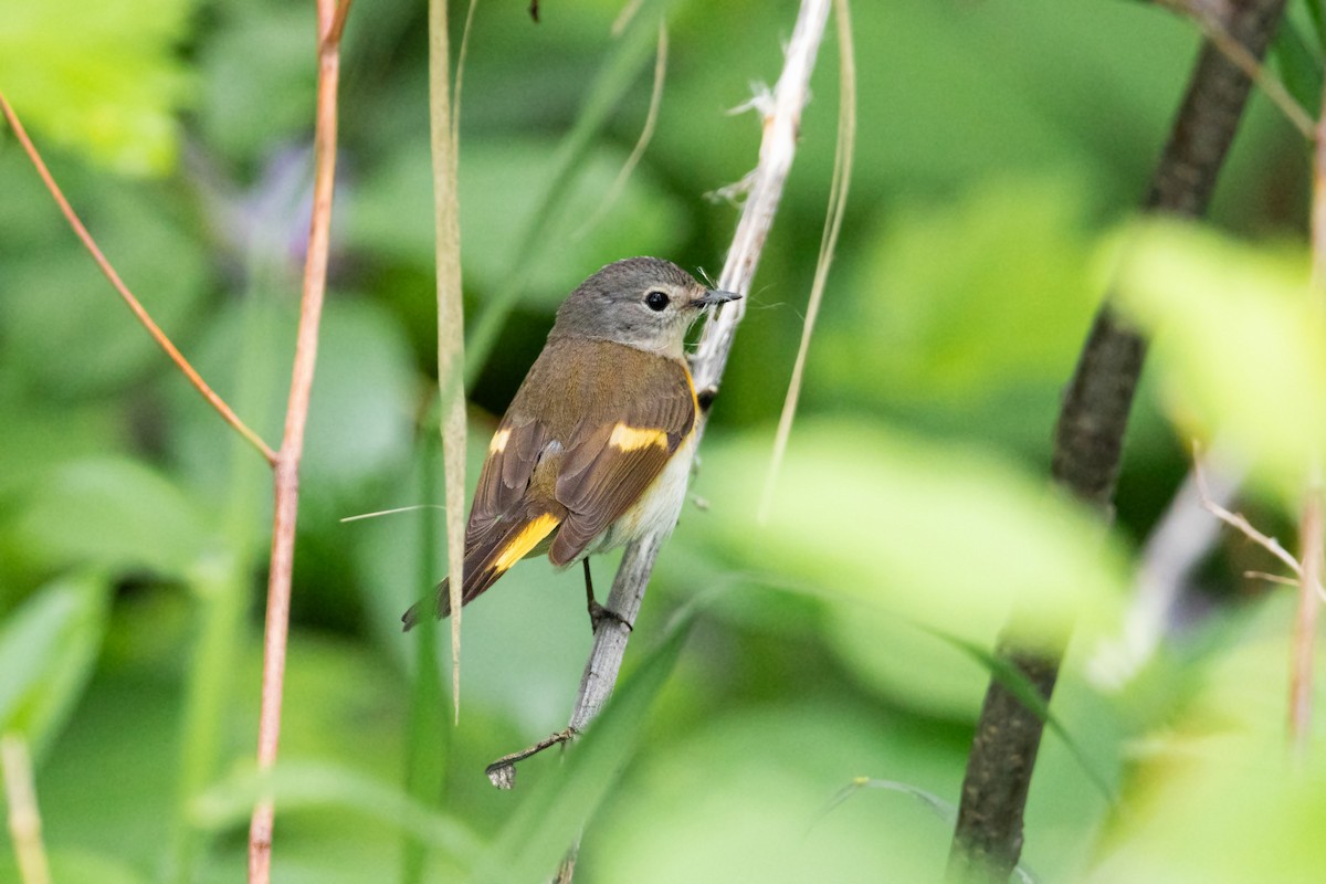 American Redstart - ML620227706