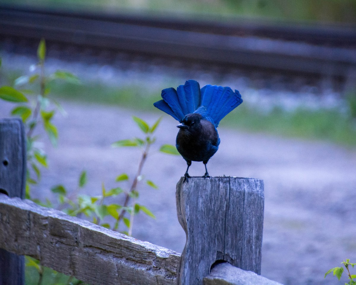 Steller's Jay - ML620227708