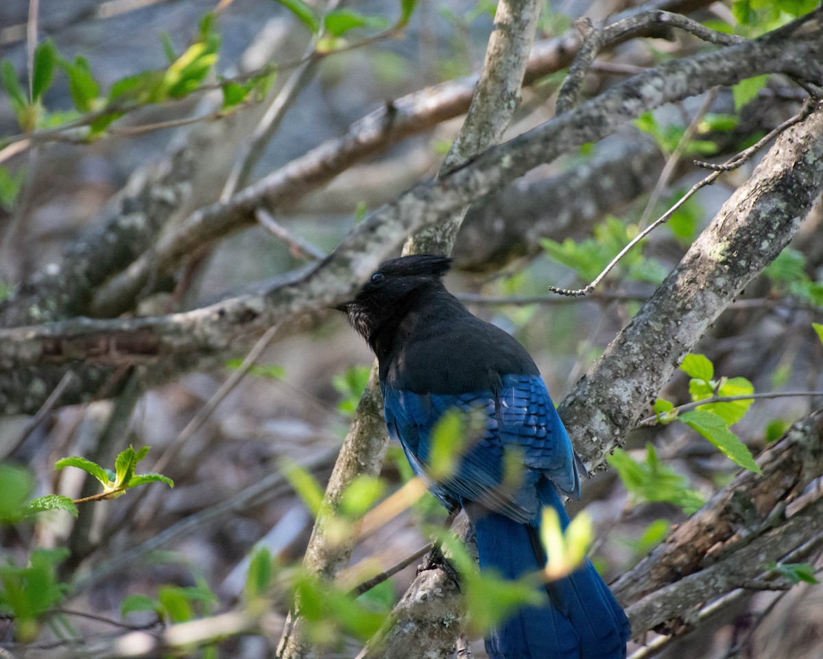 Steller's Jay - ML620227709