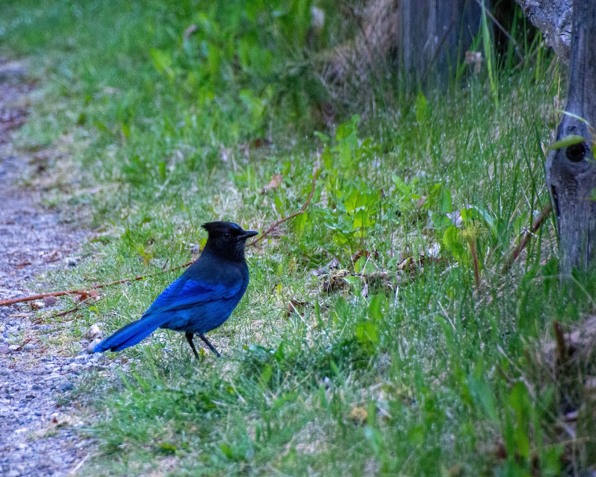 Steller's Jay - ML620227712