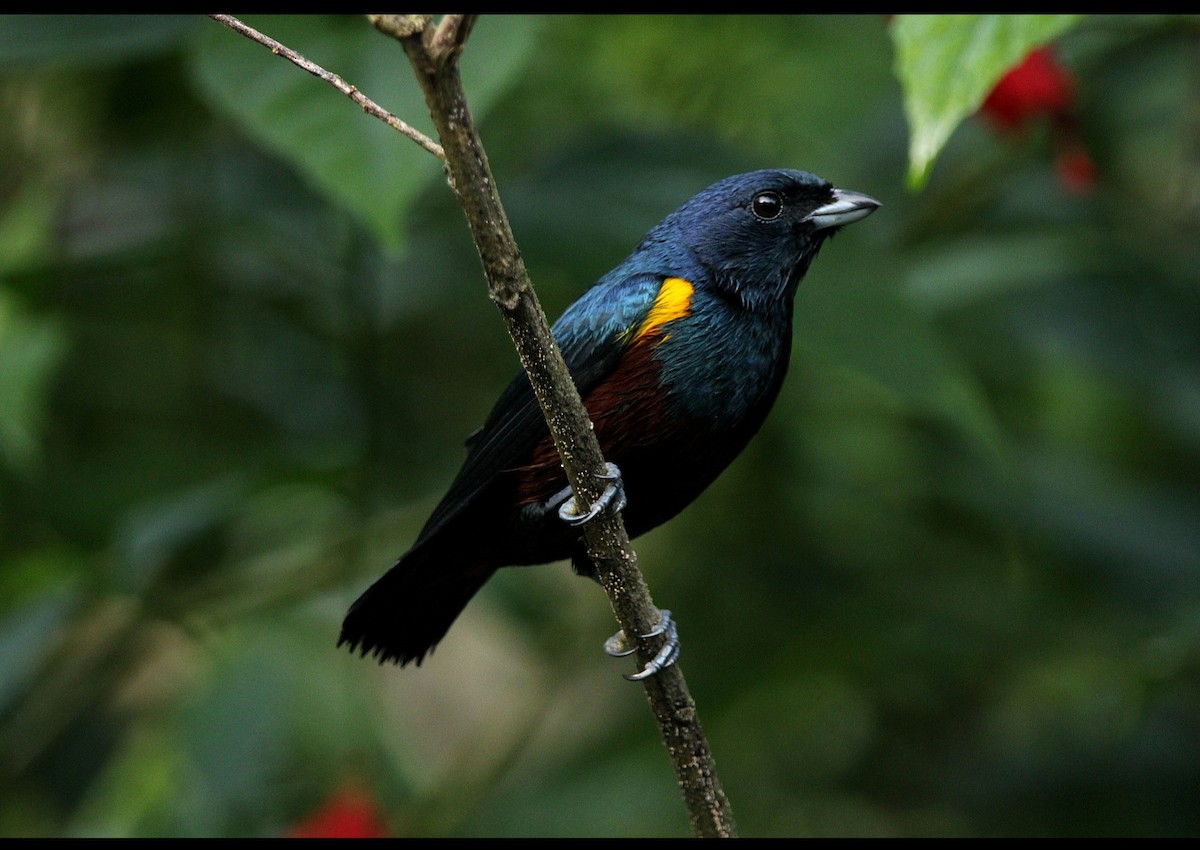 Chestnut-bellied Euphonia - Paulo Fagundes