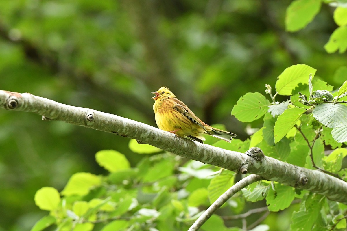 Yellowhammer - Brett Sandercock