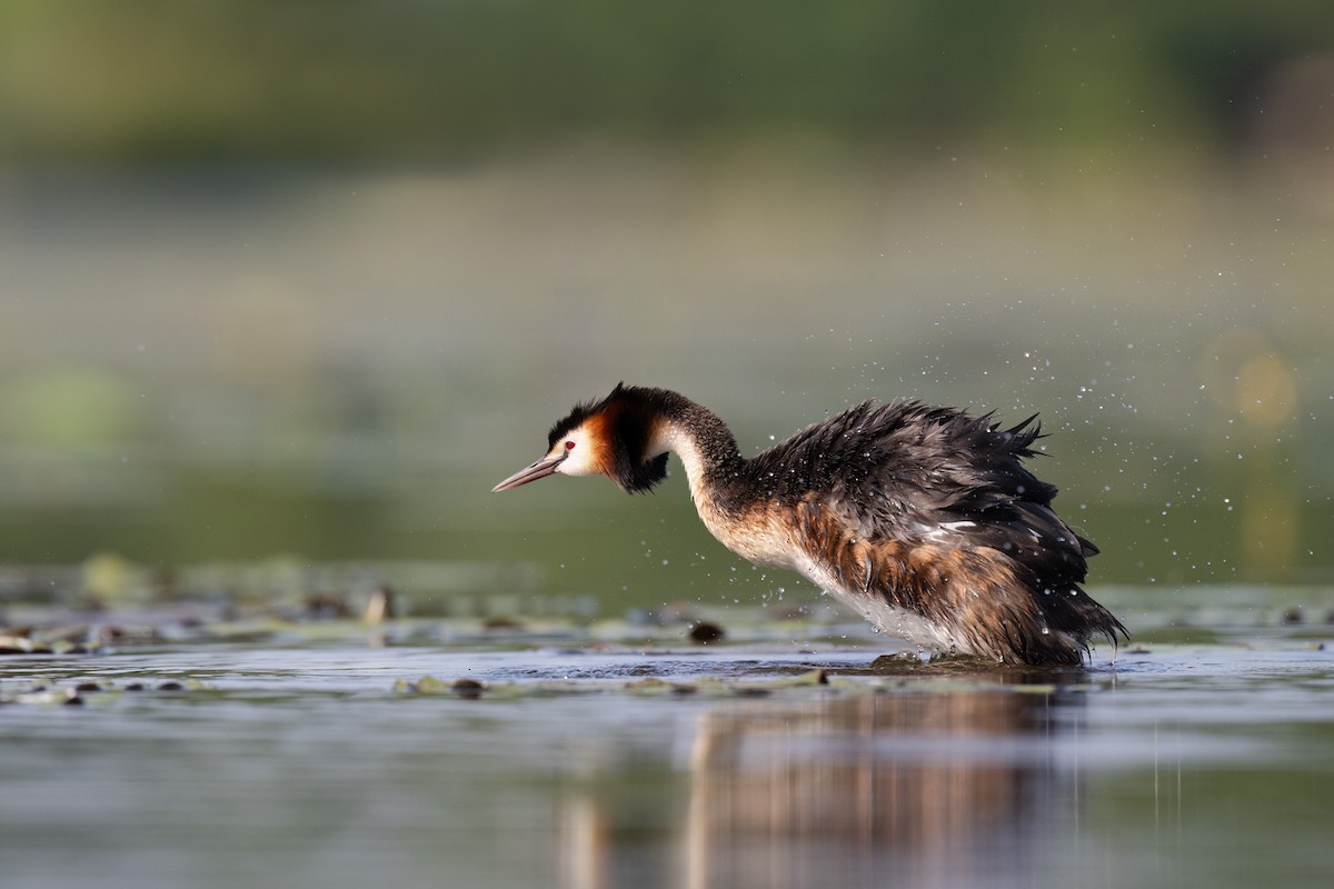 Great Crested Grebe - ML620227728