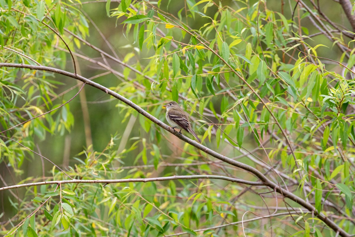 Alder Flycatcher - ML620227729