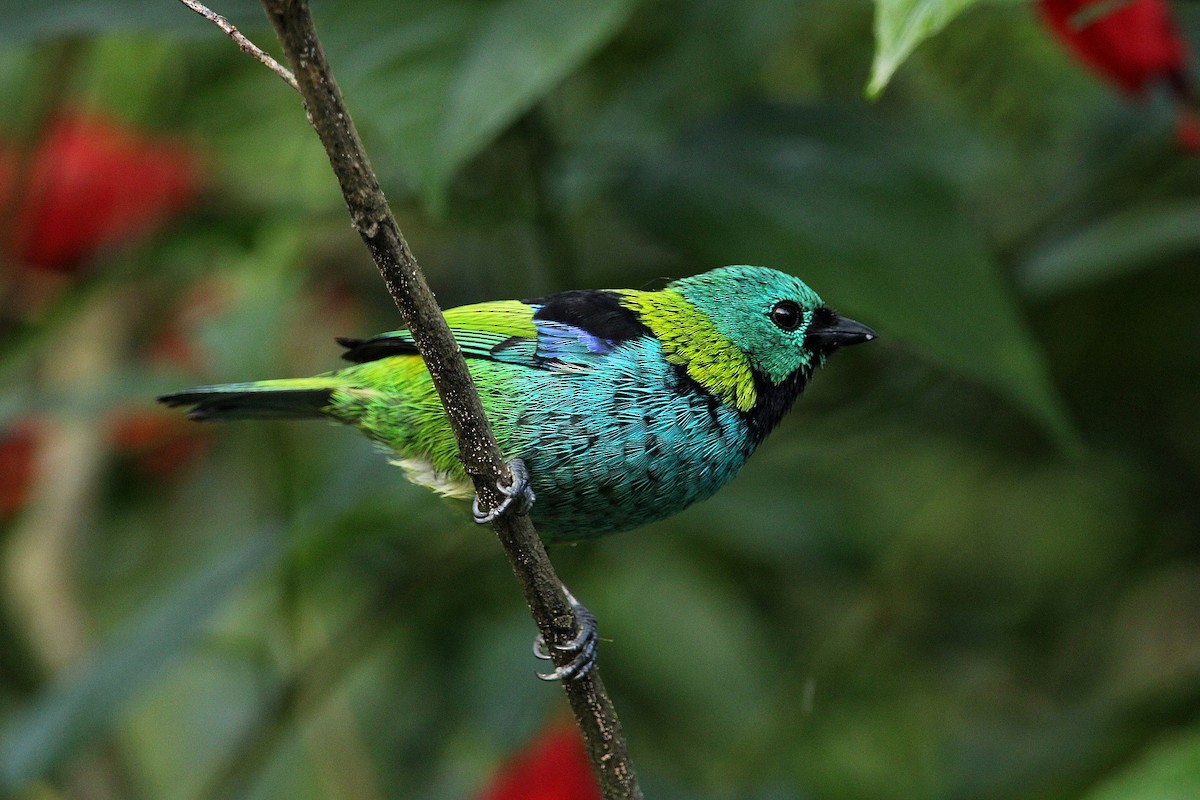 Green-headed Tanager - ML620227731