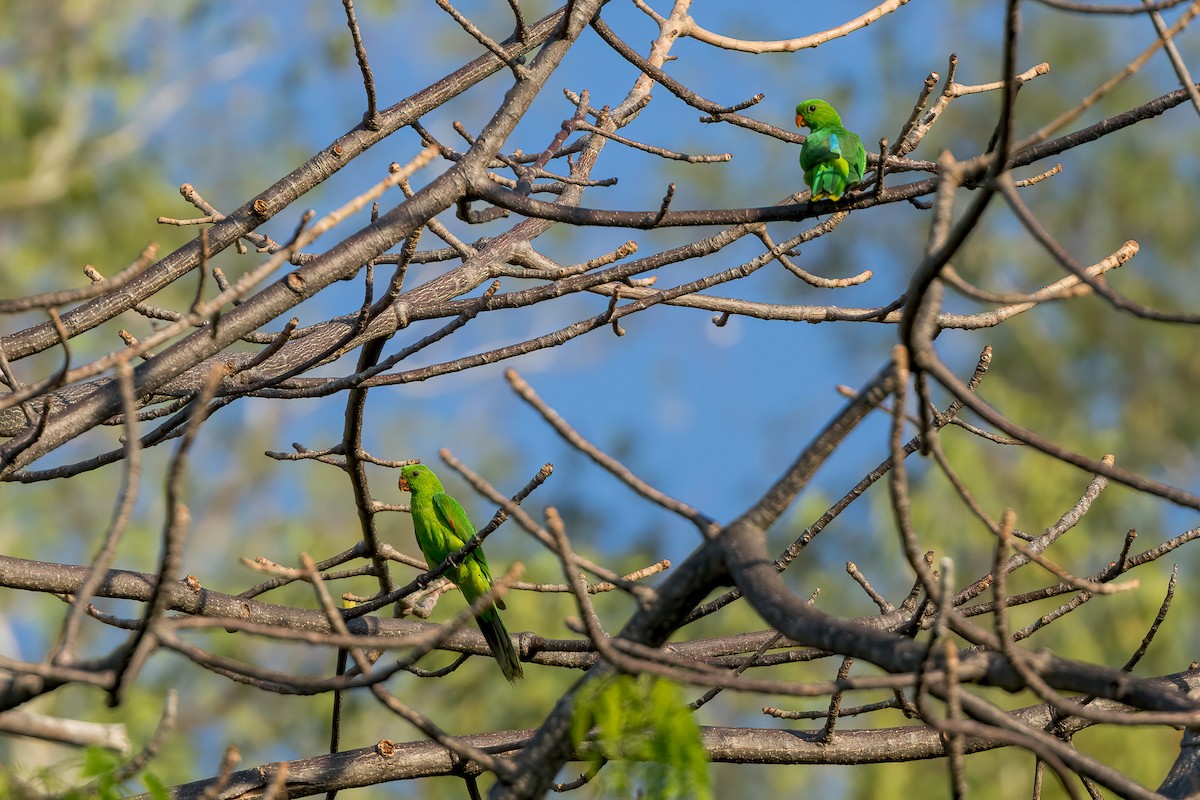 Olive-shouldered Parrot - ML620227743