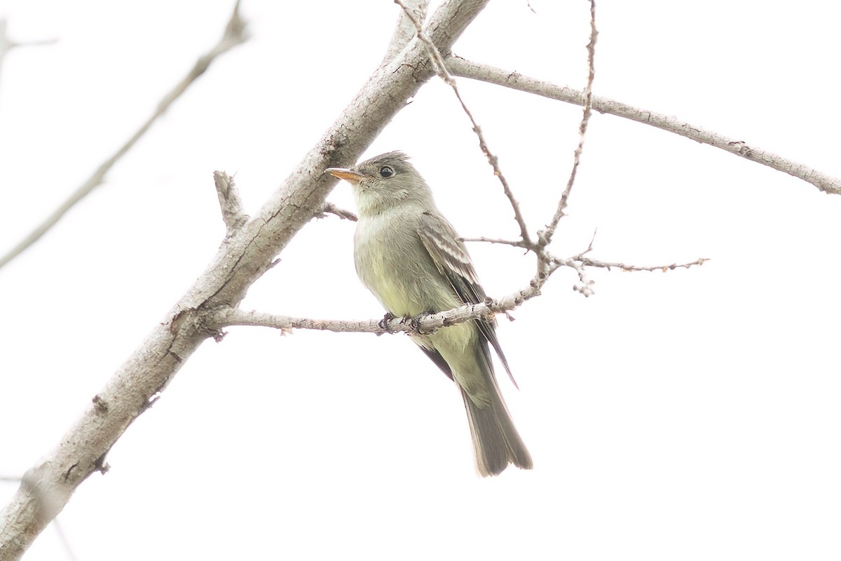 Eastern Wood-Pewee - ML620227753