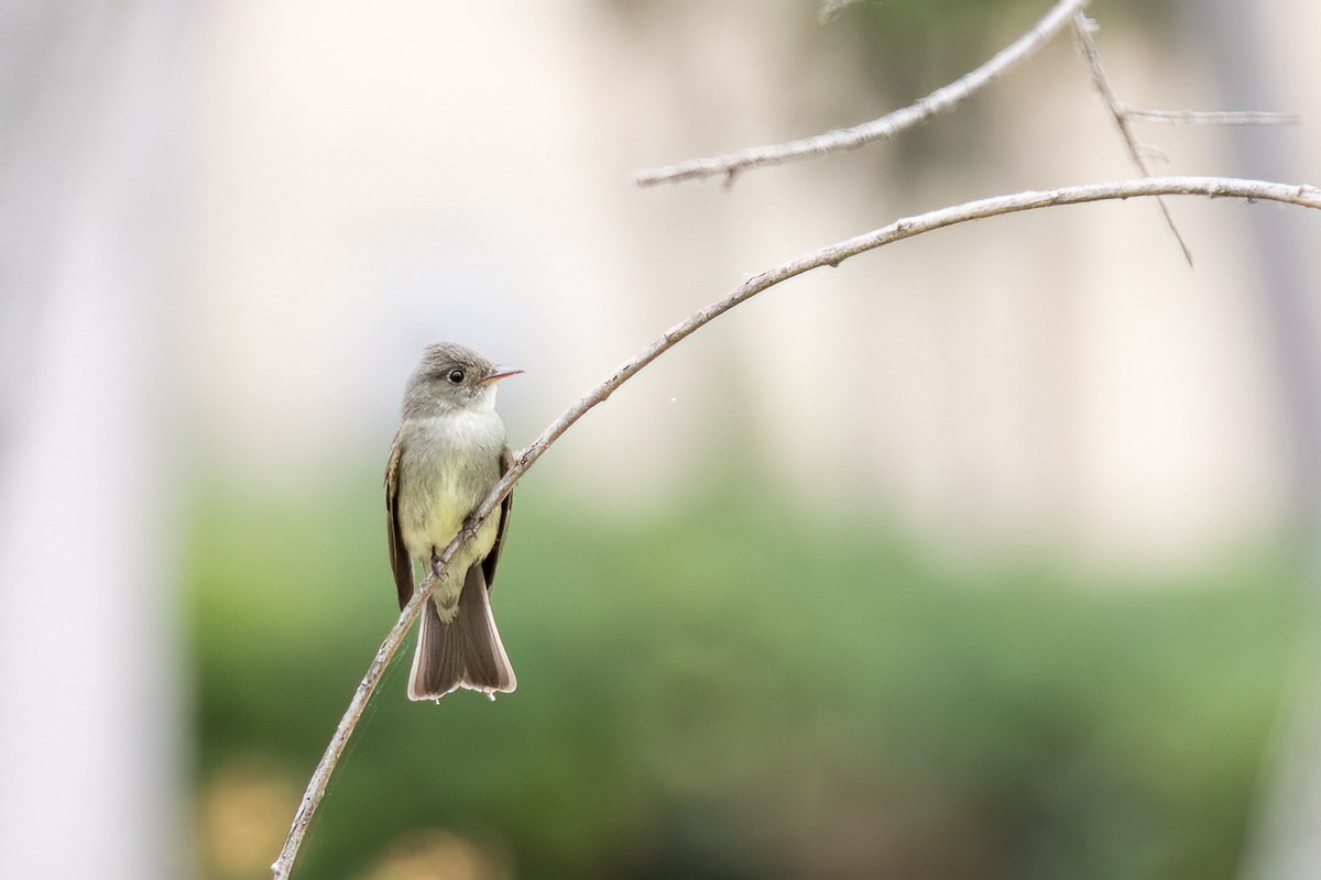 Eastern Wood-Pewee - ML620227754