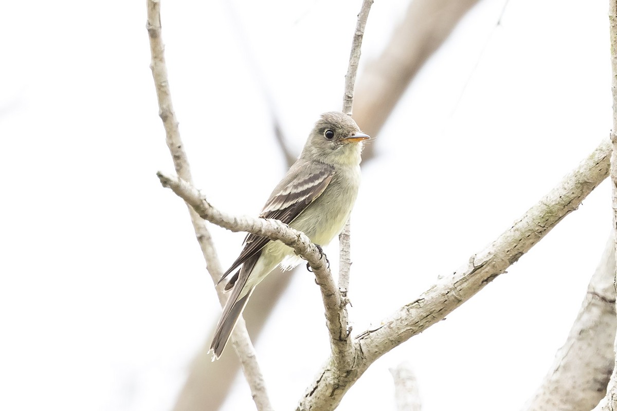 Eastern Wood-Pewee - ML620227756